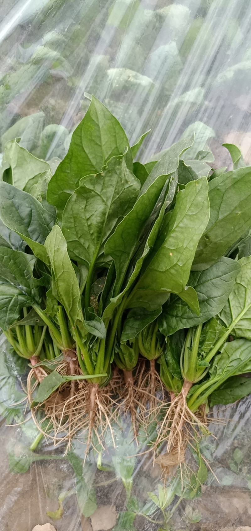 大叶菠菜