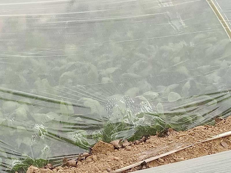 大叶菠菜