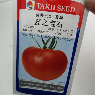 夏之宝石粉果番茄种子耐热性好水果番茄种子产地日本