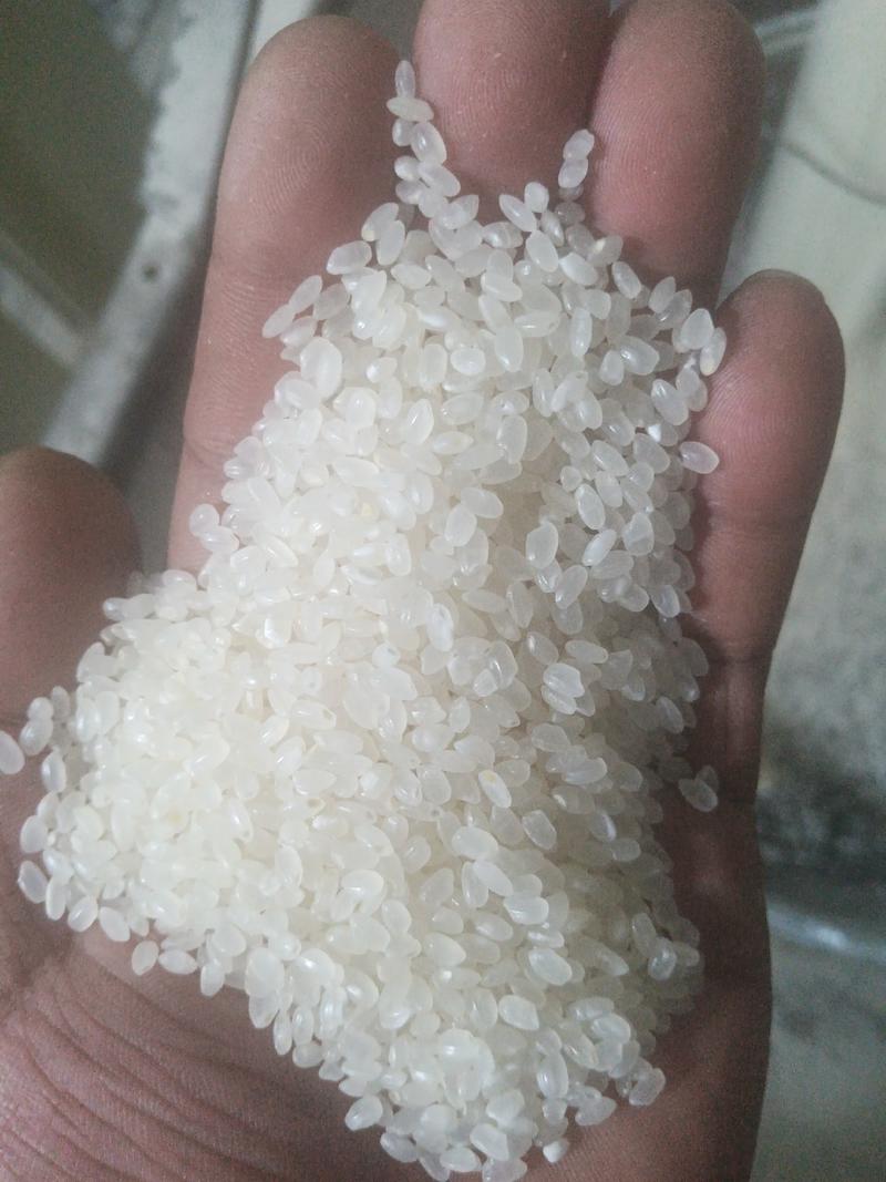 大量出售东北珍珠米价格便宜
