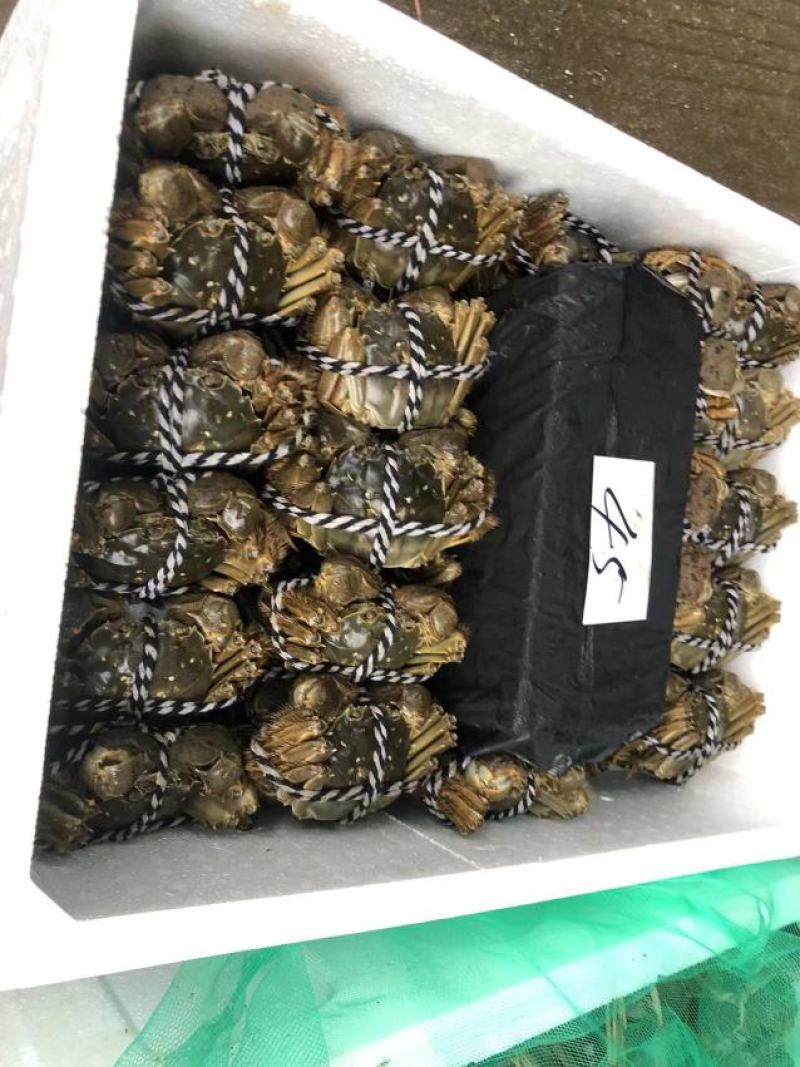 优质大闸蟹，洪湖清水蟹满膏满黄，一手货源，大量批发