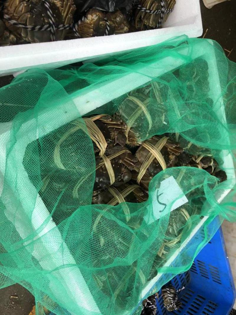 优质大闸蟹，洪湖清水蟹满膏满黄，一手货源，大量批发