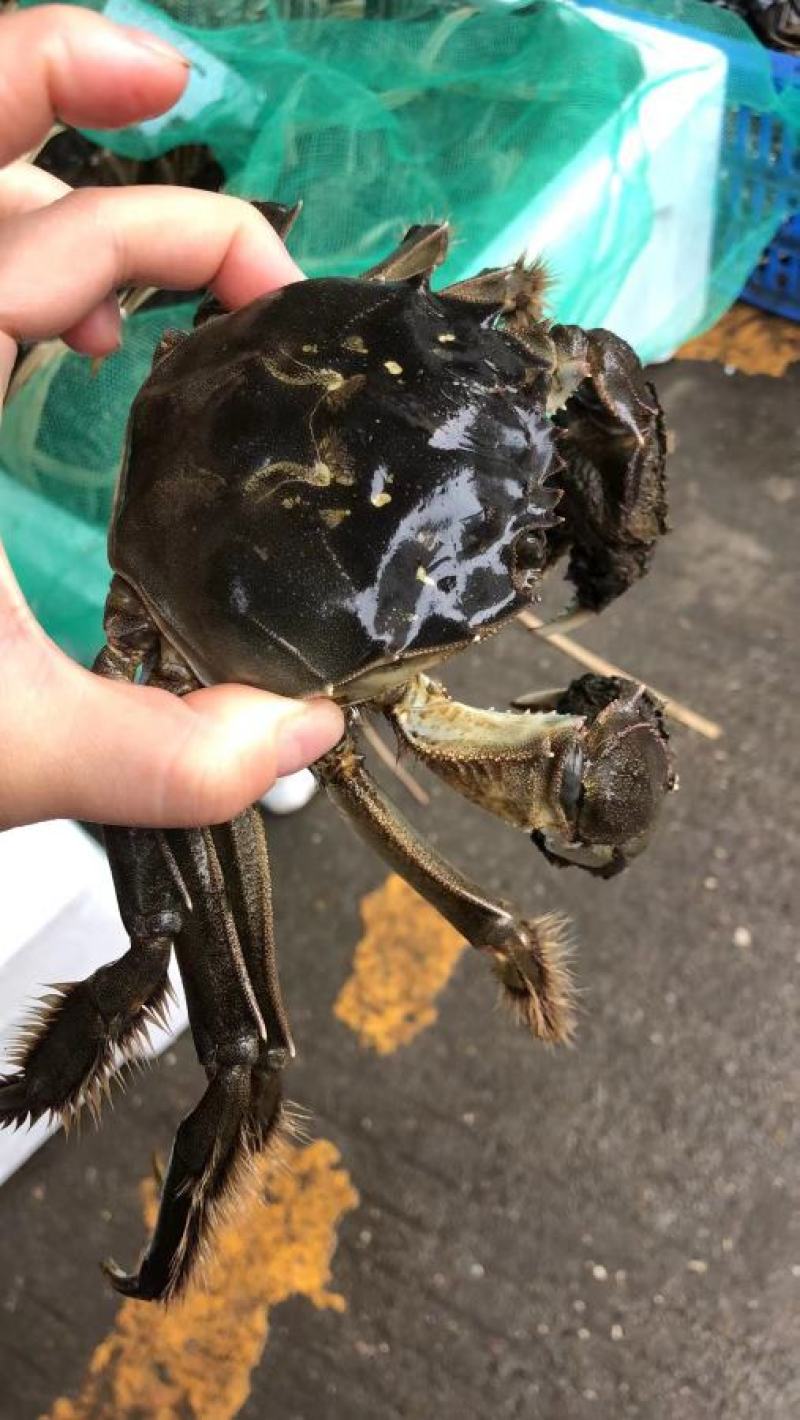 优质大闸蟹，洪湖清水蟹满膏满黄，一手货源，大量批发