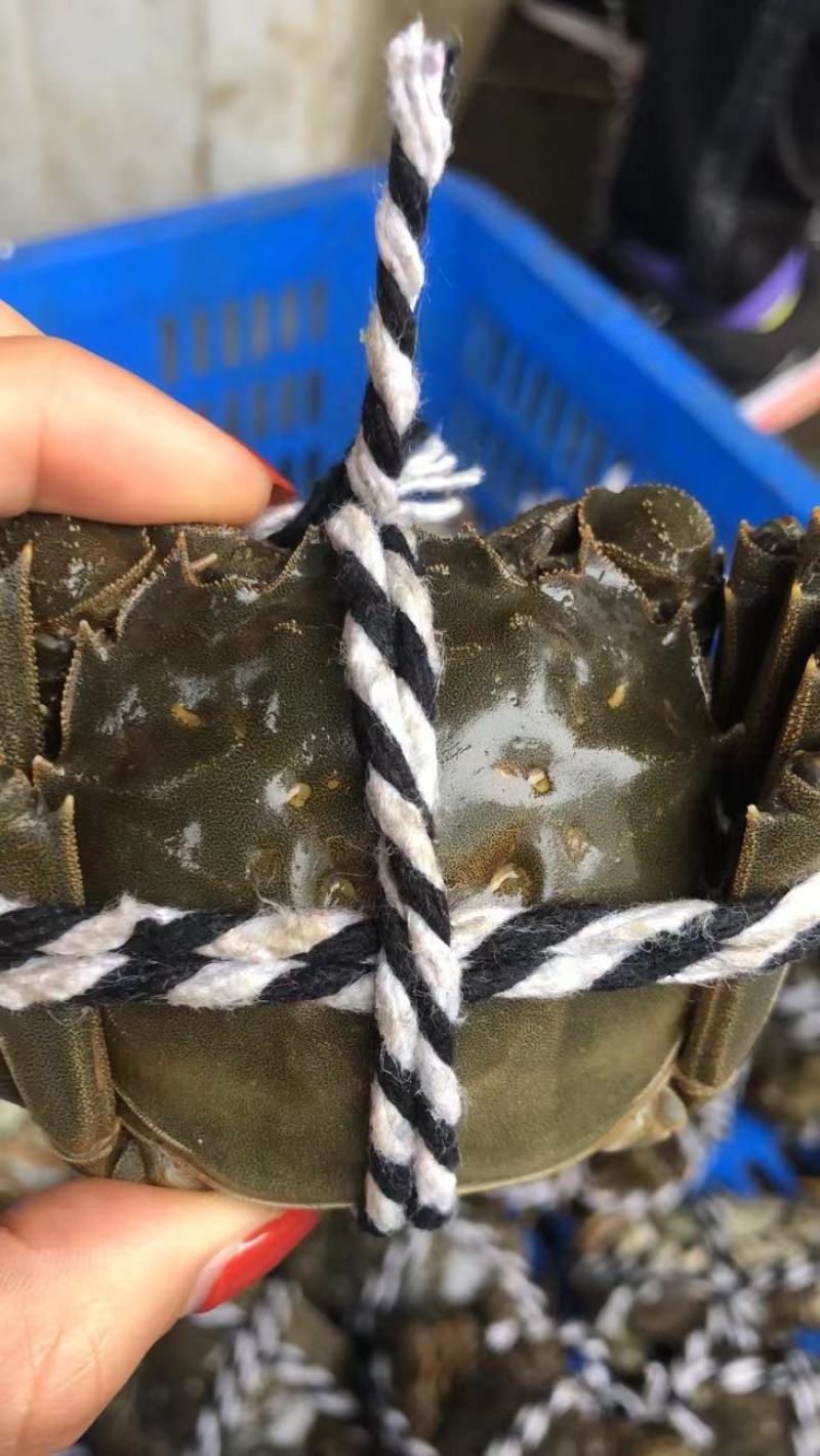 优质大闸蟹，洪湖清水蟹满膏满黄，一手货源，大量批发