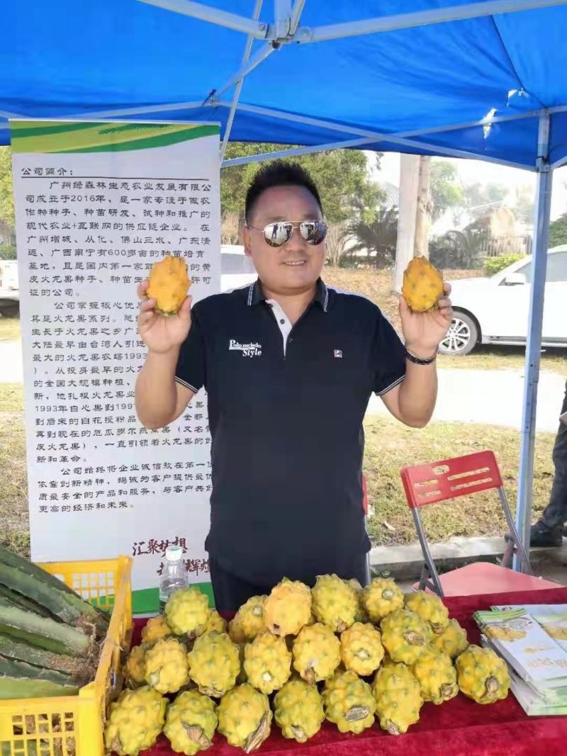50公分长以上燕窝火龙果苗黄色火龙果苗麒麟果