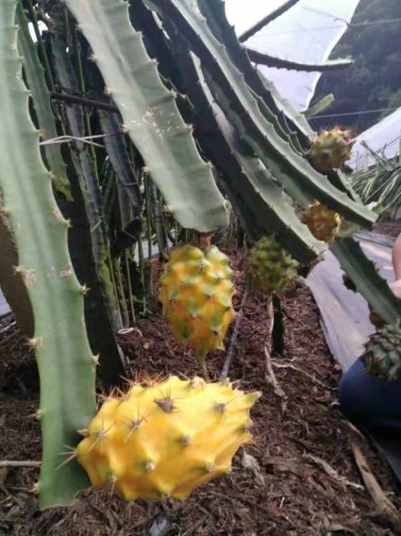 黄龙果苗，麒麟果苗，枝条苗燕窝果苗燕窝火龙果苗