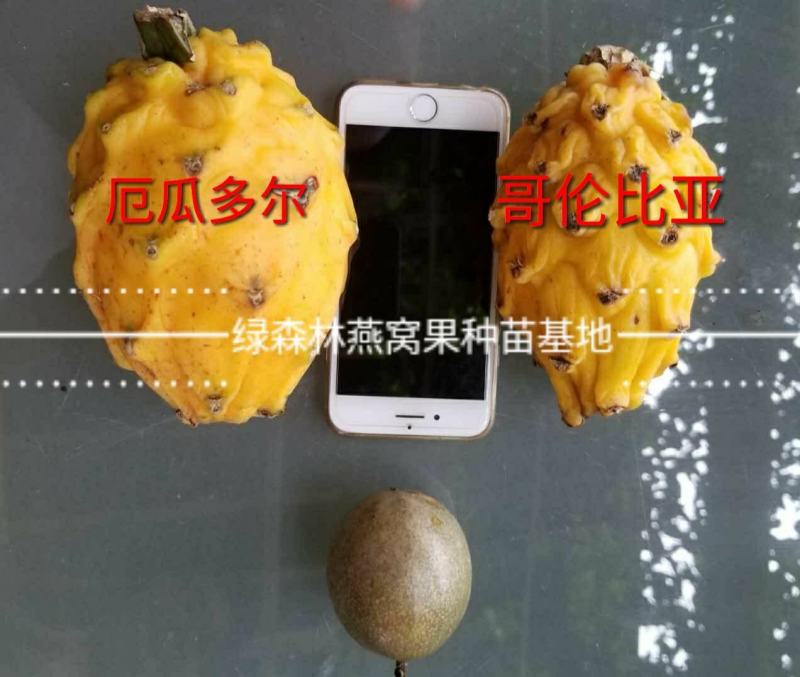 嫁接服务嫁接燕窝果苗嫁接火龙果提供嫁接服务