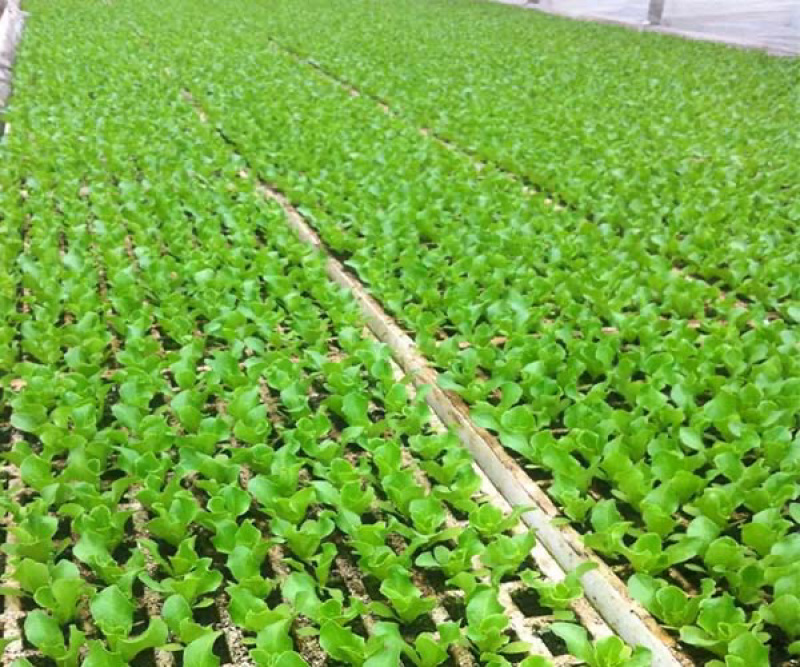 意大利生菜苗基地专业做菜苗品种齐全常年供应质量可靠