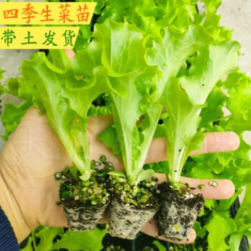 意大利生菜苗基地专业做菜苗品种齐全常年供应质量可靠