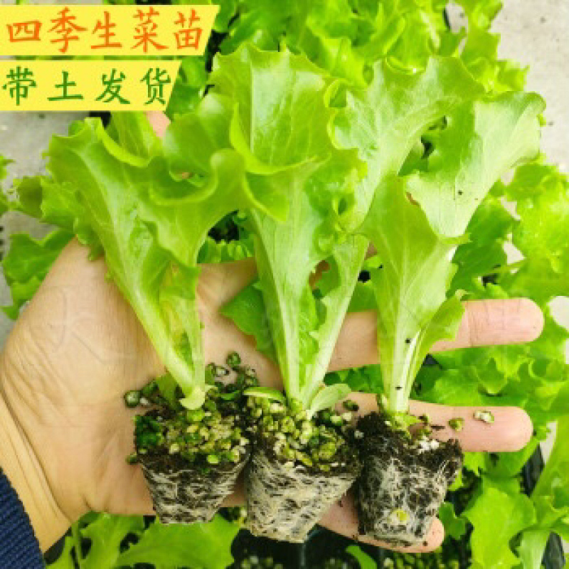 意大利生菜苗基地专业做菜苗品种齐全常年供应质量可靠