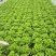 意大利生菜苗基地专业做菜苗品种齐全常年供应质量可靠