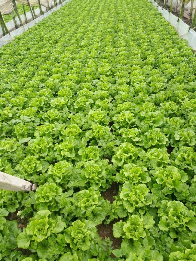 意大利生菜苗基地专业做菜苗品种齐全常年供应质量可靠