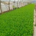 意大利生菜苗基地专业做菜苗品种齐全常年供应质量可靠