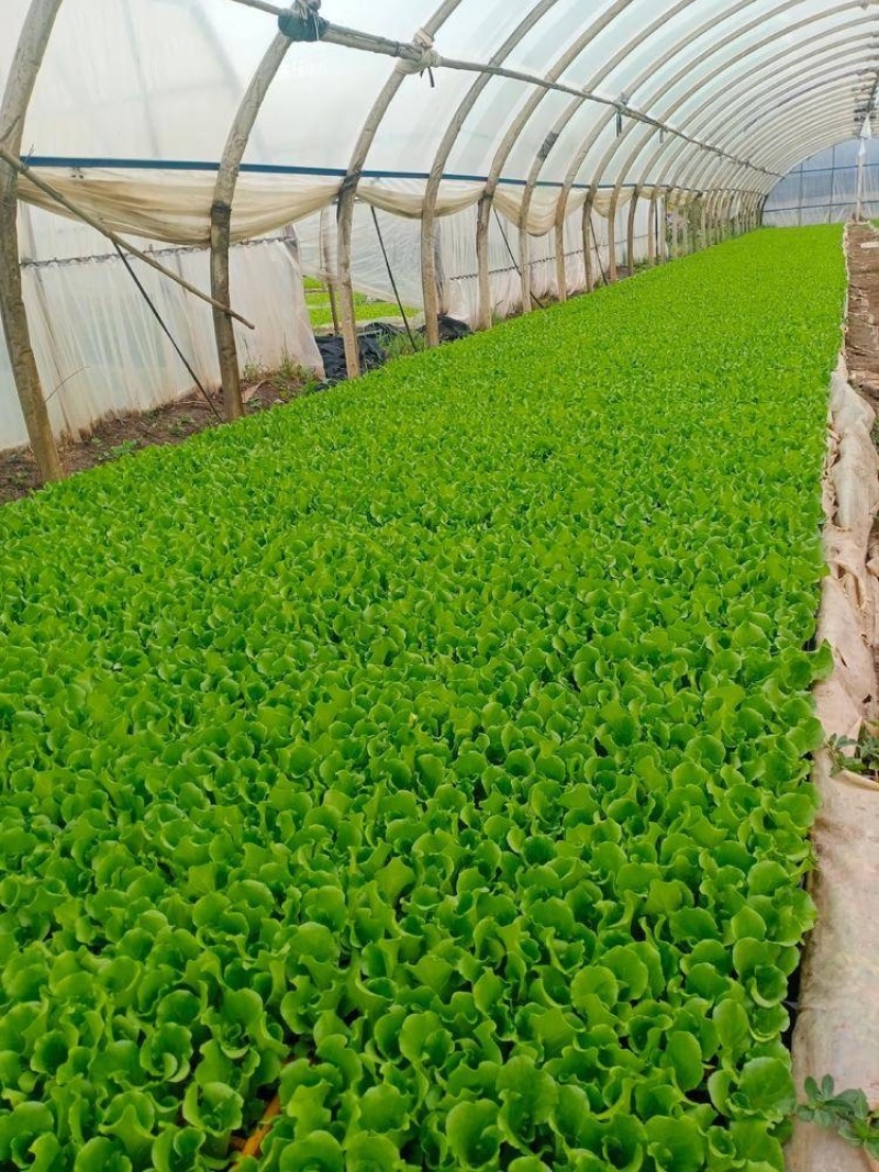 意大利生菜苗基地专业做菜苗品种齐全常年供应质量可靠