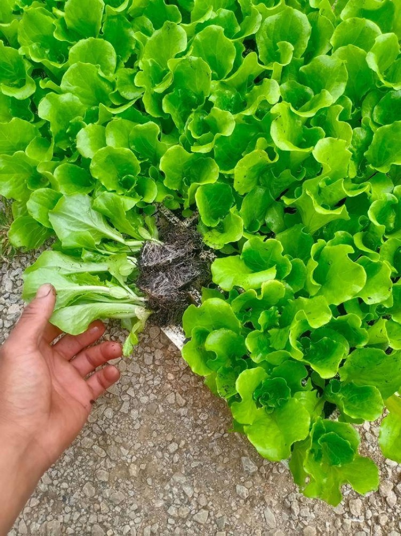意大利生菜苗基地专业做菜苗品种齐全常年供应质量可靠
