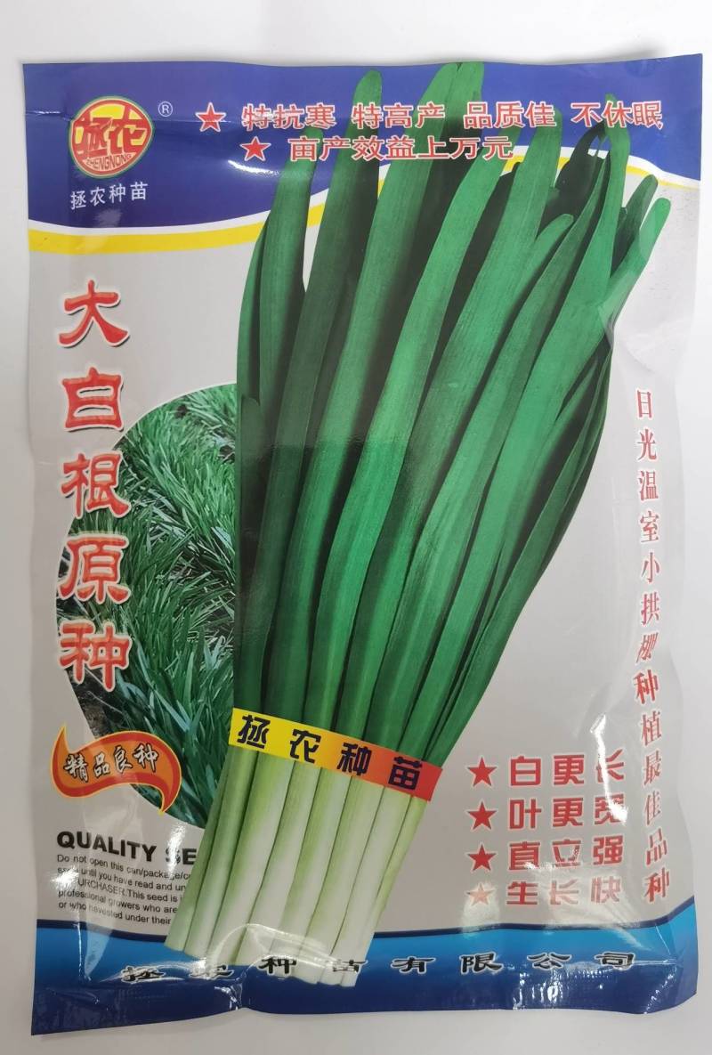 【高品质】大白根韭菜种子特高产特耐寒宽叶生长速度快