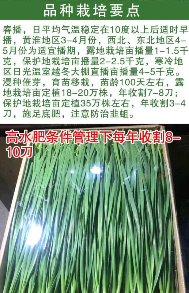 【高品质】大白根韭菜种子特高产特耐寒宽叶生长速度快