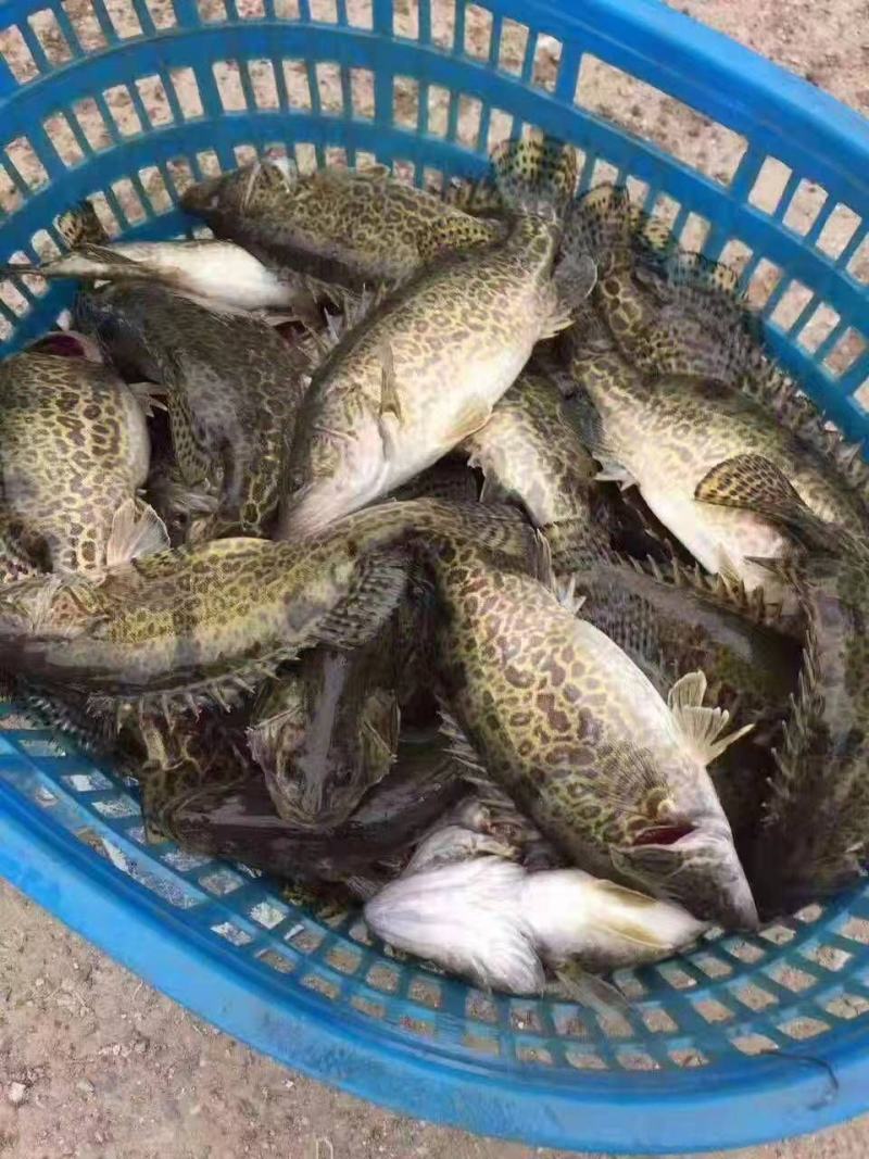 斑鳜，桂鱼，杂交鳜，鳜鱼，花鳜，石鳜，圆桶鳜，老虎鳜