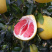 红心柚，三红柚子苗（基地直供，现挖现发）