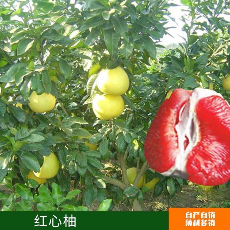 红心柚，三红柚子苗（基地直供，现挖现发）