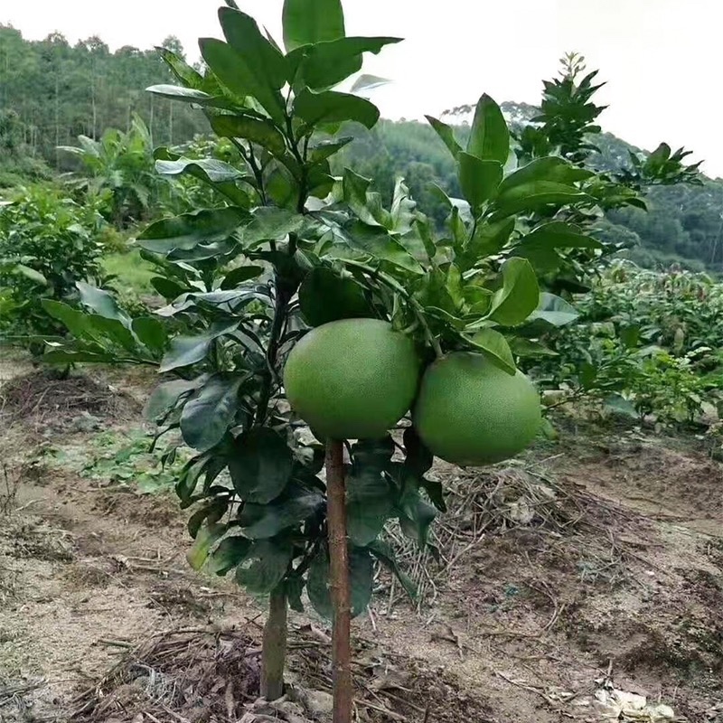 红心柚，三红柚子苗（基地直供，现挖现发）
