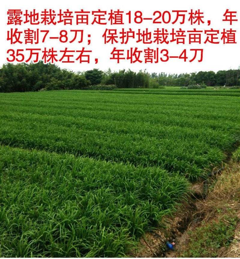 平韭六号韭菜种子抗病耐寒不休眠高产宽叶抗倒露地专用
