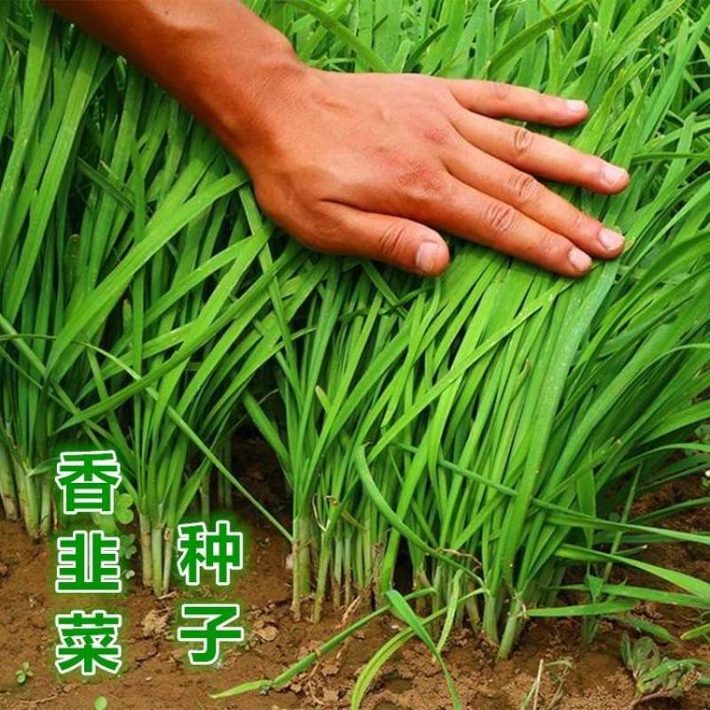 平韭六号韭菜种子抗病耐寒不休眠高产宽叶抗倒露地专用