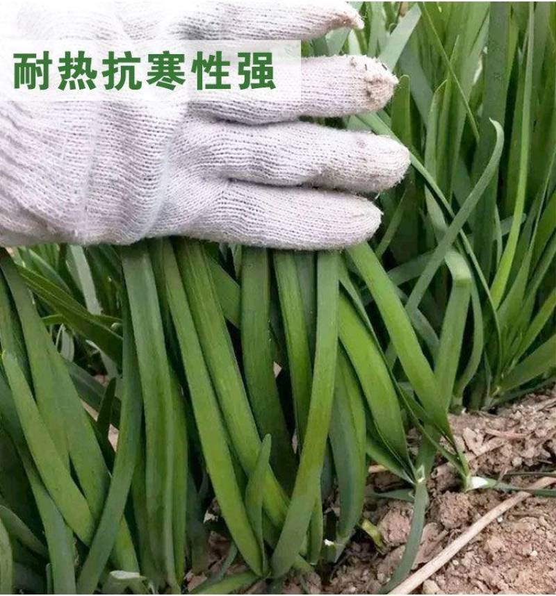 平韭六号韭菜种子抗病耐寒不休眠高产宽叶抗倒露地专用