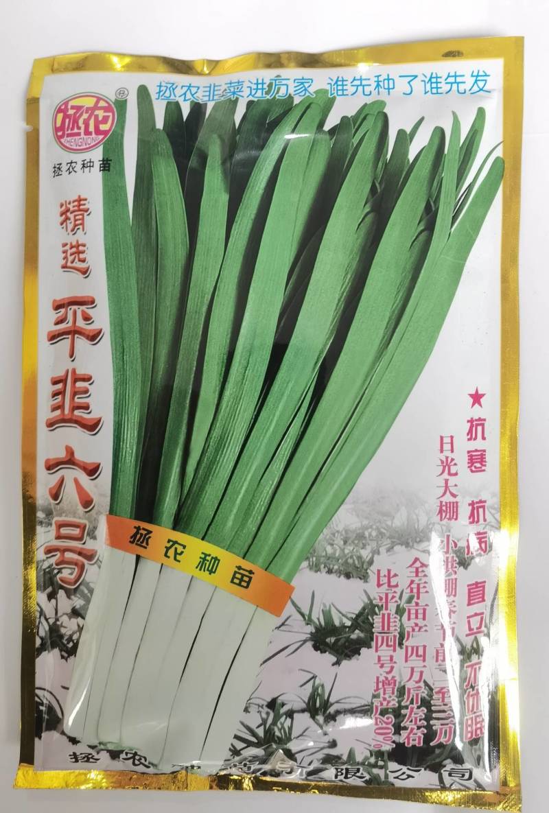 平韭六号韭菜种子抗病耐寒不休眠高产宽叶抗倒露地专用