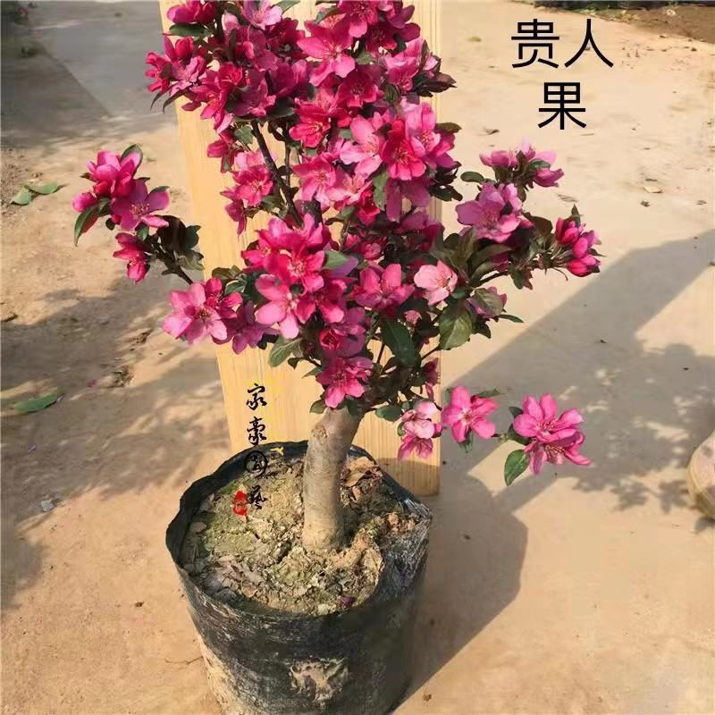 八棱海棠种子优质精选海棠种子果树种子嫁接各种苹果树主要砧