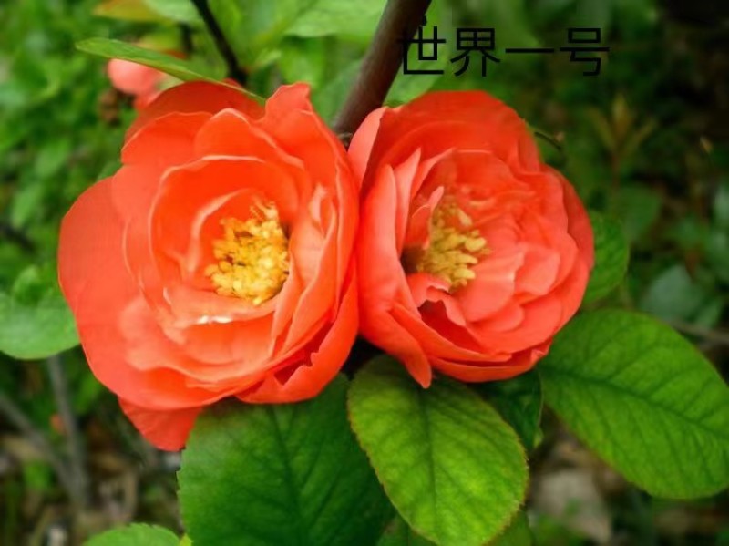八棱海棠种子优质精选海棠种子果树种子嫁接各种苹果树主要砧
