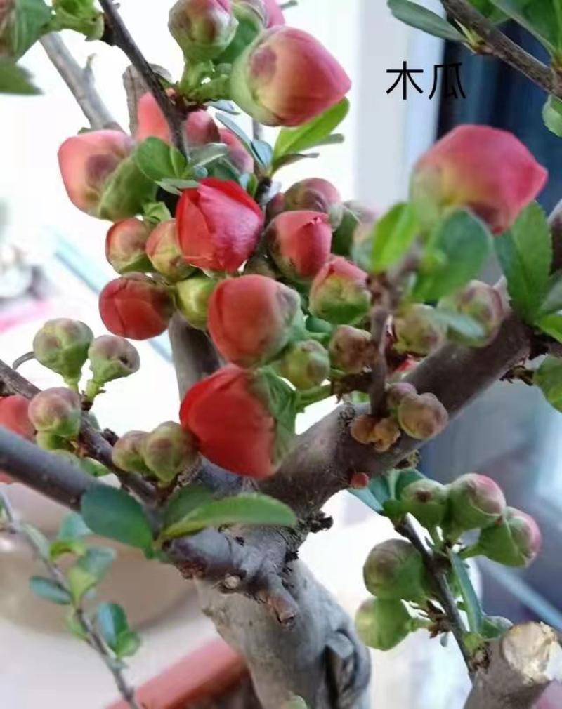 八棱海棠种子优质精选海棠种子果树种子嫁接各种苹果树主要砧
