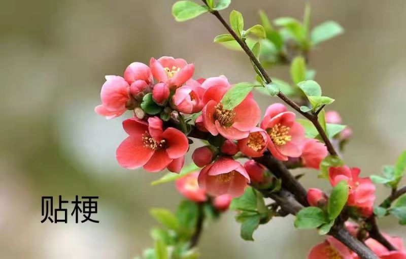 八棱海棠种子优质精选海棠种子果树种子嫁接各种苹果树主要砧