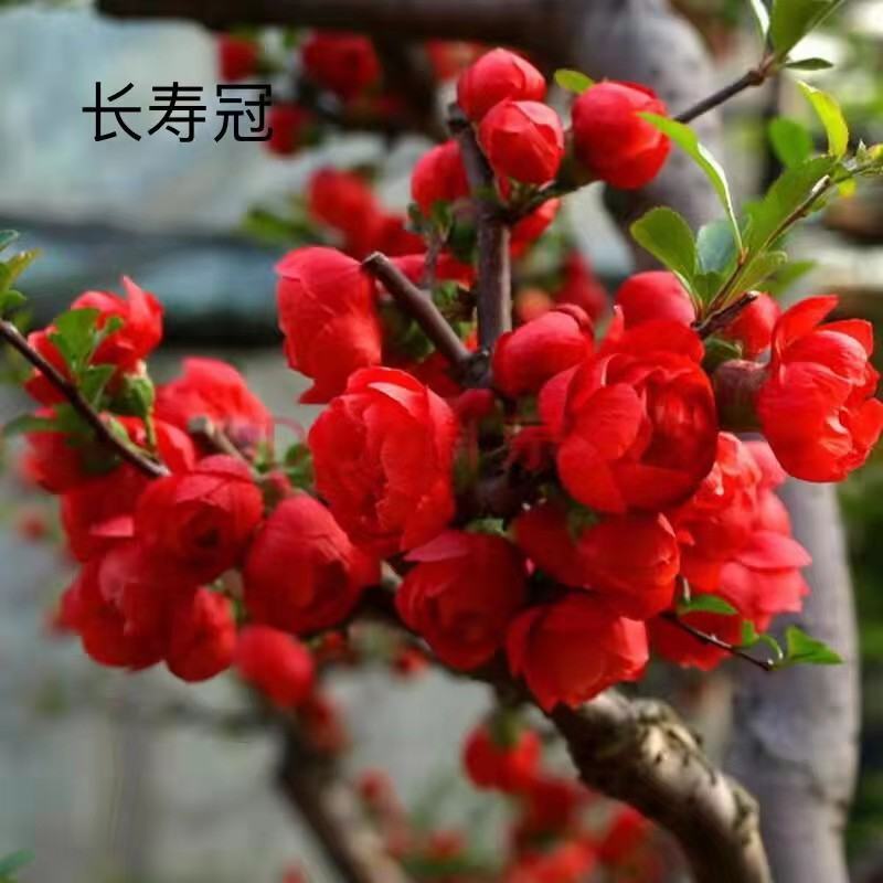 八棱海棠种子优质精选海棠种子果树种子嫁接各种苹果树主要砧