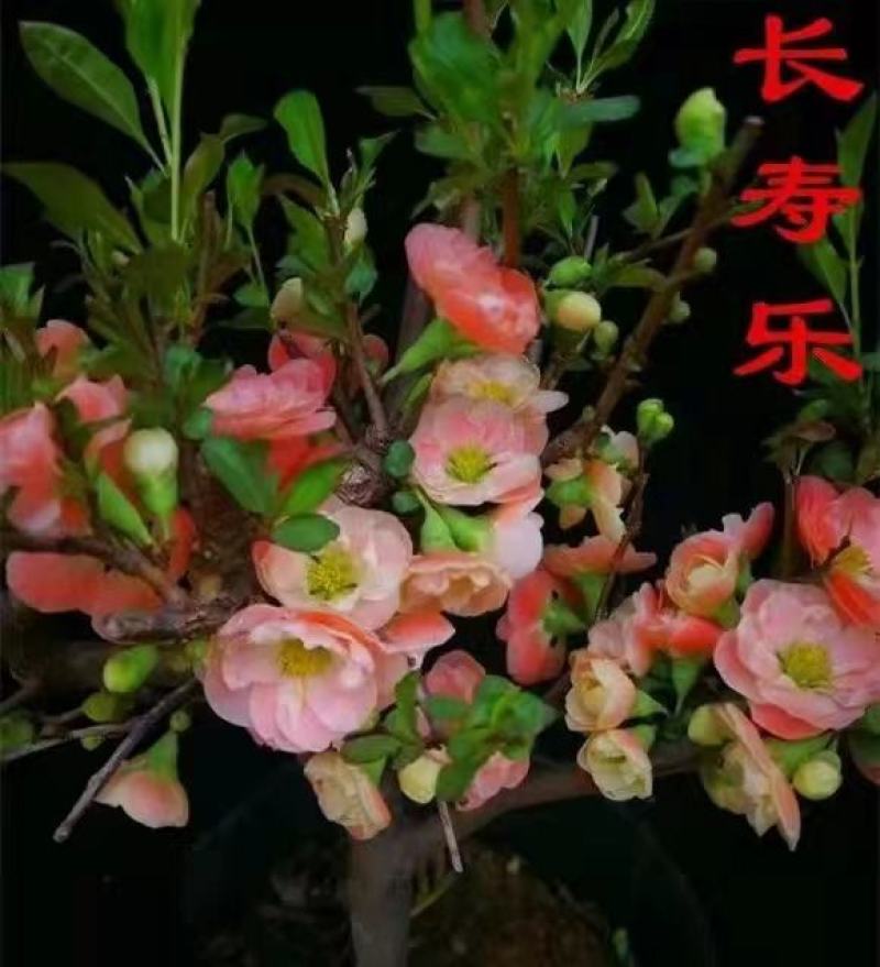 八棱海棠种子优质精选海棠种子果树种子嫁接各种苹果树主要砧