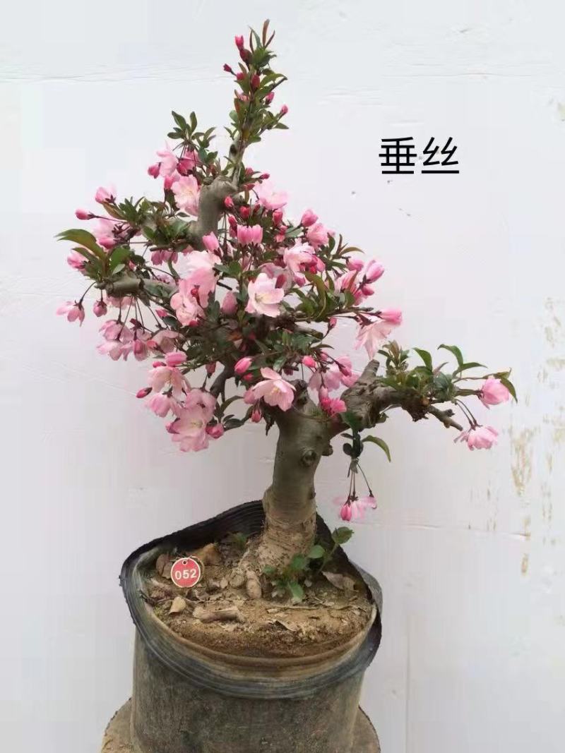 八棱海棠种子优质精选海棠种子果树种子嫁接各种苹果树主要砧