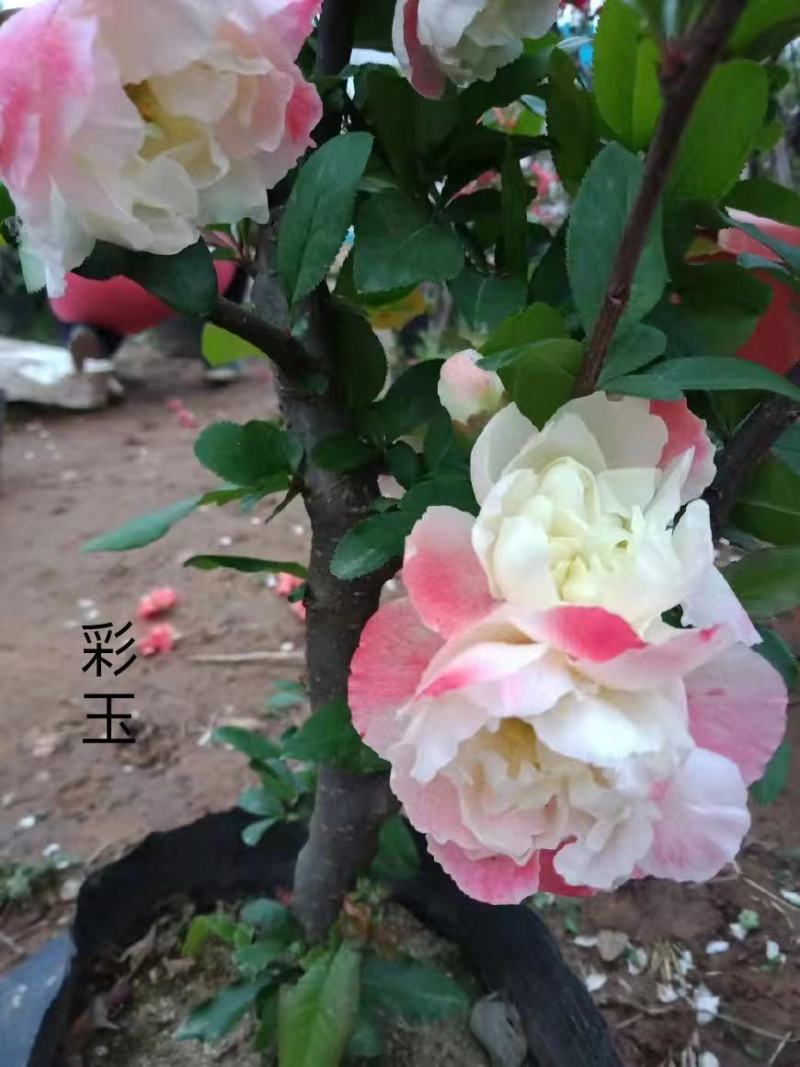 八棱海棠种子优质精选海棠种子果树种子嫁接各种苹果树主要砧