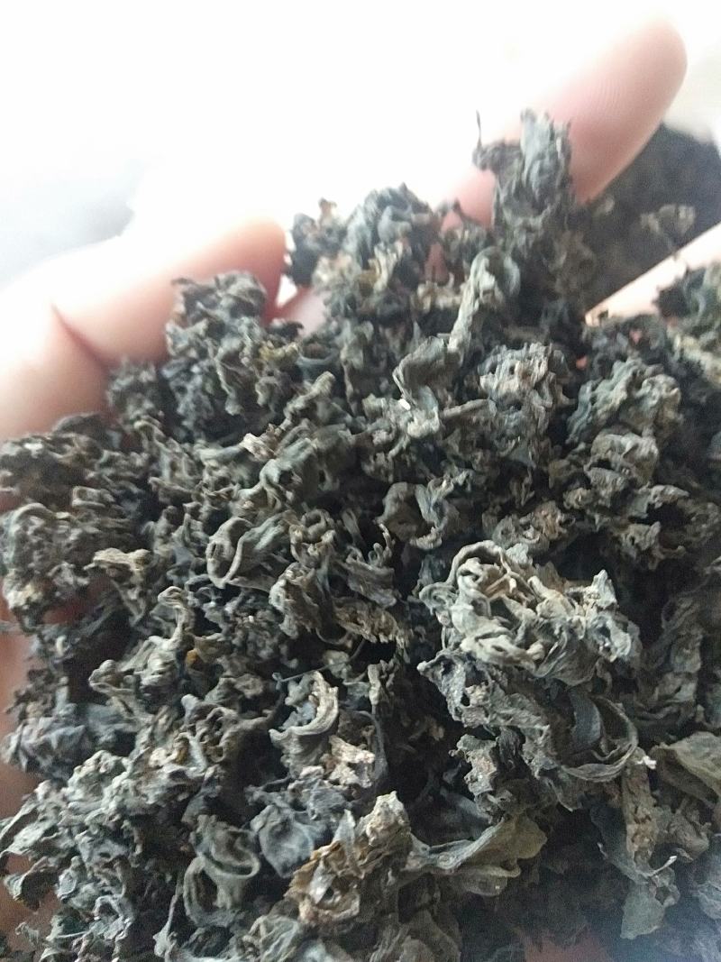 地皮菜免洗的和毛货大量现货大山里捡回来洗的