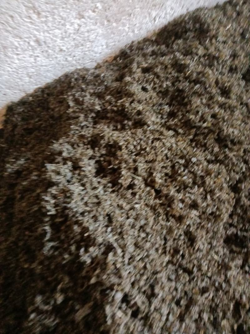 地皮菜免洗的和毛货大量现货大山里捡回来洗的