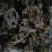 地皮菜免洗的和毛货大量现货大山里捡回来洗的