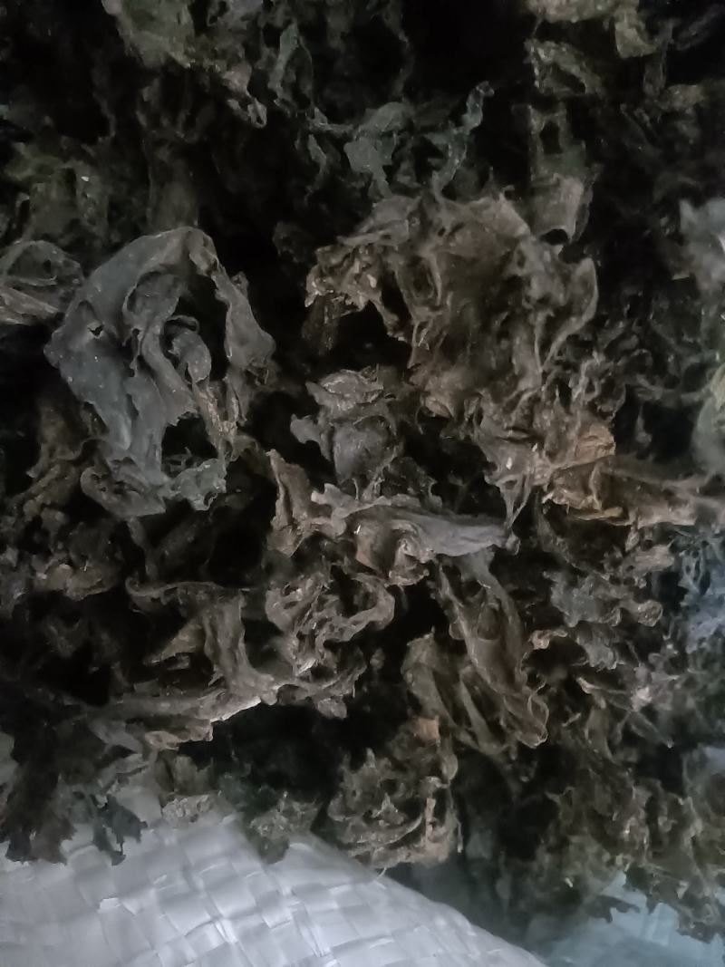 地皮菜免洗的和毛货大量现货大山里捡回来洗的