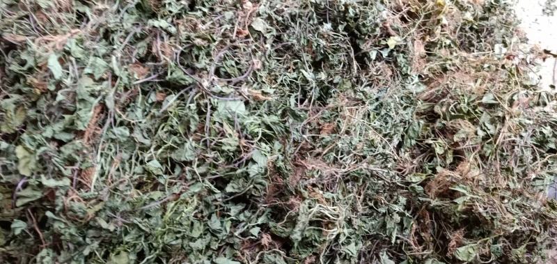 积雪草～雷公根～颜色青绿19～颜色没那绿16量大优惠～