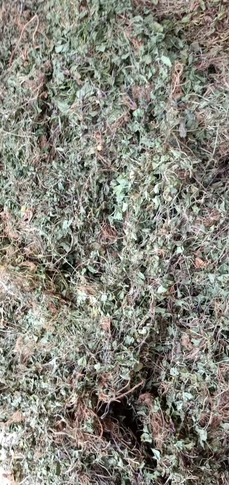 积雪草～雷公根～颜色青绿19～颜色没那绿16量大优惠～
