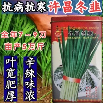 【高品质】许昌冬韭韭菜种子特耐寒高产宽叶，露地基地专用