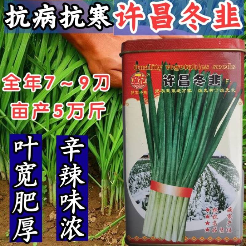 【高品质】许昌冬韭韭菜种子特耐寒高产宽叶，露地基地专用