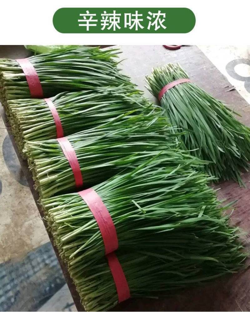 【高品质】许昌冬韭韭菜种子特耐寒高产宽叶，露地基地专用