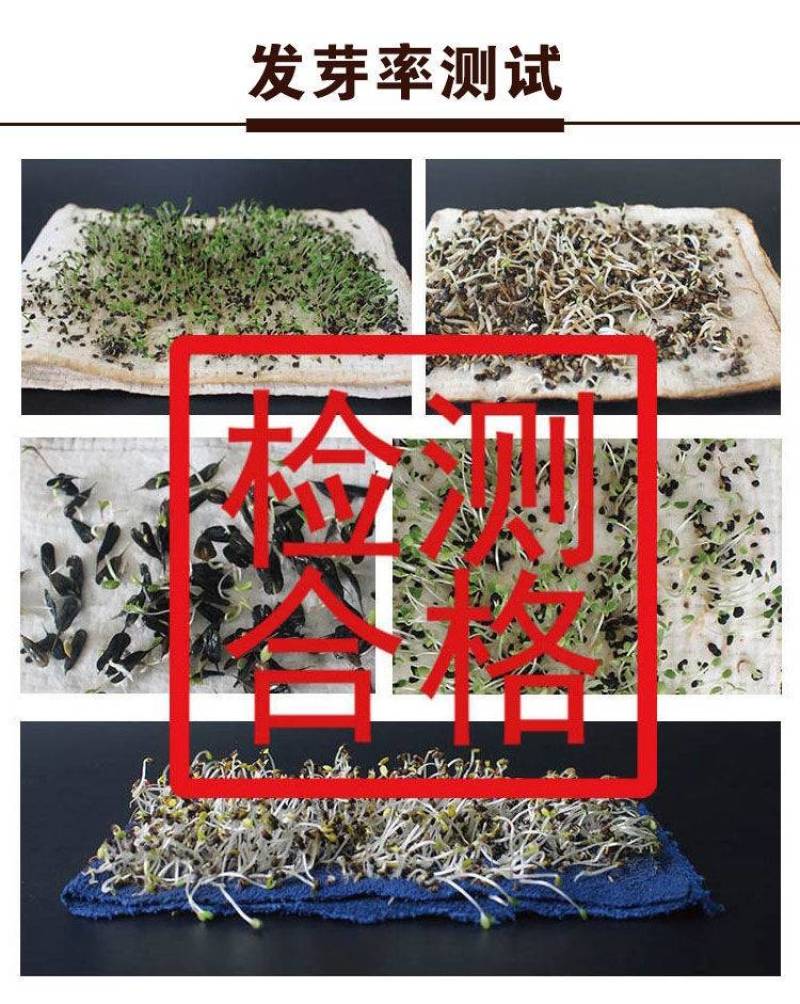 【高品质】许昌冬韭韭菜种子特耐寒高产宽叶，露地基地专用