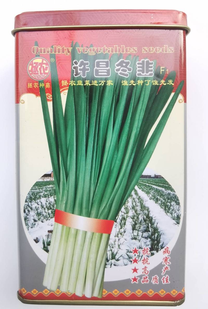 【高品质】许昌冬韭韭菜种子特耐寒高产宽叶，露地基地专用
