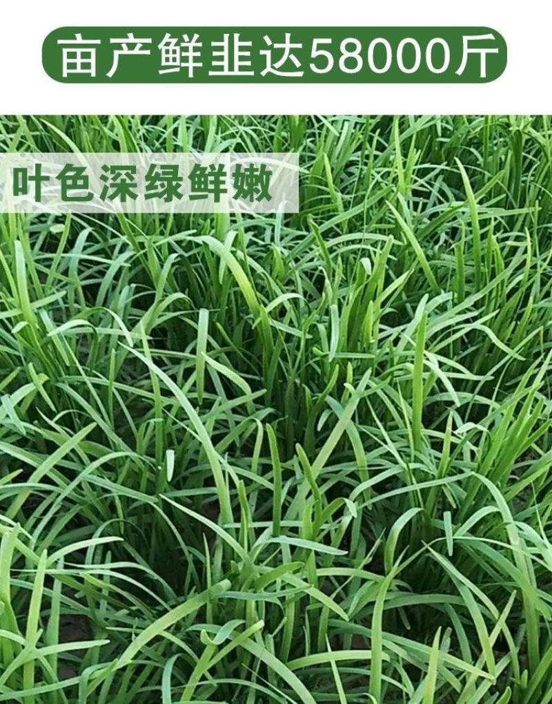 【高品质】许昌冬韭韭菜种子特耐寒高产宽叶，露地基地专用