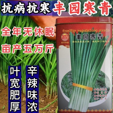 【高品质】丰园寒青韭菜种子耐寒高产宽叶不休眠基地专用